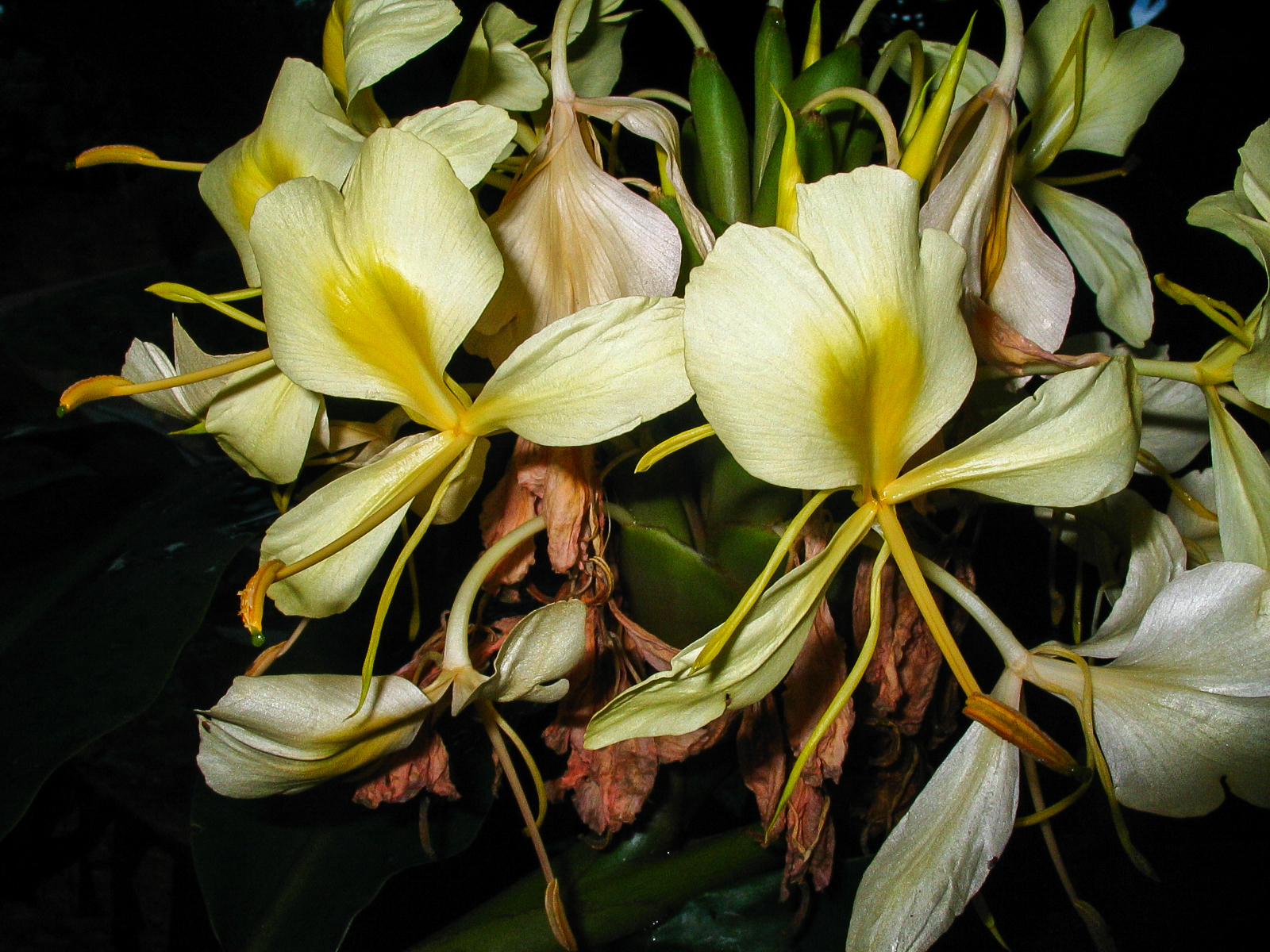 มหาหงส์เหลือง Hedychium flavescens Carey ex Roscoe<br/>Zingiberaceae